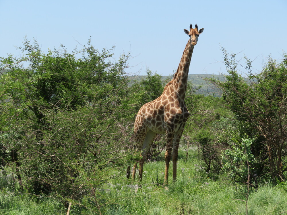 Aha Ivory Tree Game Lodge, Pilanesberg National Park